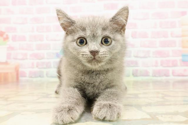 東京都のシャルトリュー (Coo&RIKU武蔵小山店/2025年8月10日生まれ/男の子/ブルー)の子猫の1枚目の画像