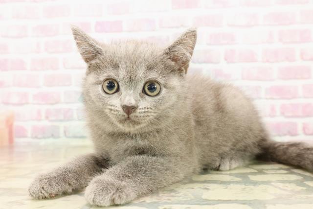 東京都のシャルトリュー (Coo&RIKU武蔵小山店/2025年8月10日生まれ/男の子/ブルー)の子猫の2枚目の画像