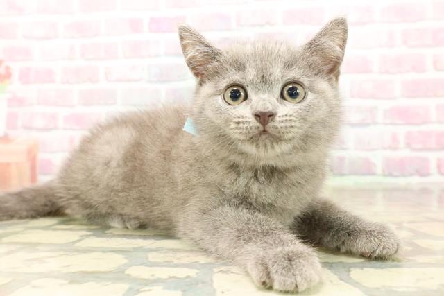 東京都のシャルトリュー (Coo&RIKU武蔵小山店/2025年8月10日生まれ/男の子/ブルー)の子猫の3枚目の画像
