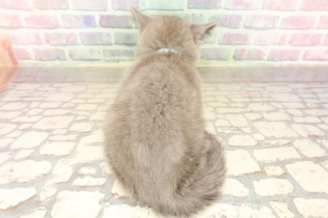 東京都のシャルトリュー (Coo&RIKU武蔵小山店/2025年8月10日生まれ/男の子/ブルー)の子猫の4枚目の画像