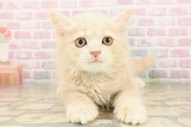 東京都のサイベリアン (Coo&RIKU新宿三丁目店/2025年8月7日生まれ/男の子/クリームタビー)の子猫