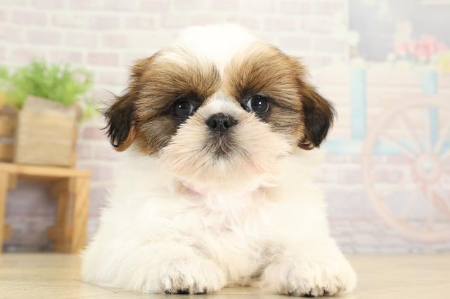 岐阜県のシーズー (Coo&RIKU岐南店/2025年8月13日生まれ/女の子/ゴールドホワイト)の子犬