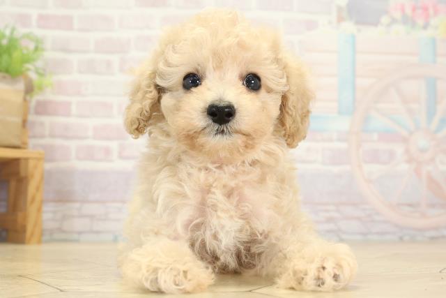 愛知県のトイプードル(トイ) (Coo&RIKU東海一宮店/2025年8月9日生まれ/女の子/クリーム)の子犬の1枚目の画像