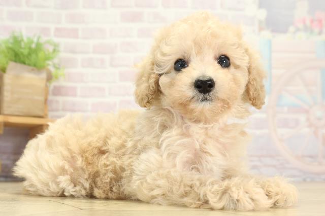 愛知県のトイプードル(トイ) (Coo&RIKU東海一宮店/2025年8月9日生まれ/女の子/クリーム)の子犬の2枚目の画像