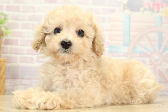 愛知県のトイプードル(トイ) (Coo&RIKU東海一宮店/2025年8月9日生まれ/女の子/クリーム)の子犬の3枚目の画像