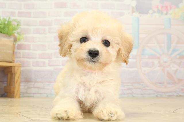 岐阜県のトイプードル(トイ) (Coo&RIKU各務原店/2025年8月9日生まれ/女の子/クリーム)の子犬の1枚目の画像