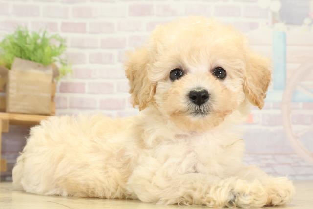 岐阜県のトイプードル(トイ) (Coo&RIKU各務原店/2025年8月9日生まれ/女の子/クリーム)の子犬の2枚目の画像