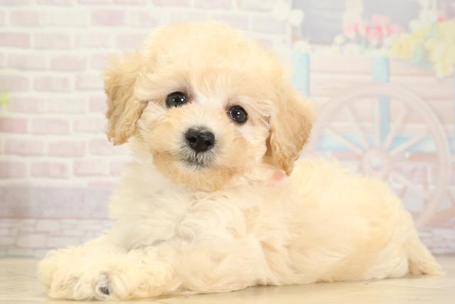 岐阜県のトイプードル(トイ) (Coo&RIKU各務原店/2025年8月9日生まれ/女の子/クリーム)の子犬の3枚目の画像
