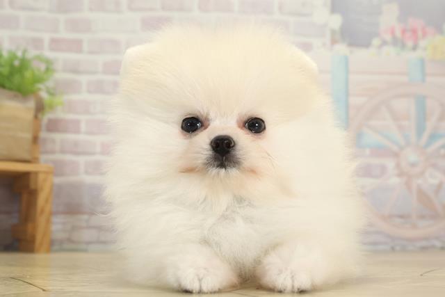 愛知県のポメラニアン (Coo&RIKU春日井店/2025年8月12日生まれ/男の子/クリーム)の子犬