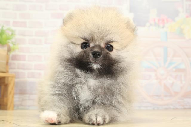 岐阜県のポメラニアン (Coo&RIKU岐阜店/2025年8月12日生まれ/男の子/クリームセーブル)の子犬