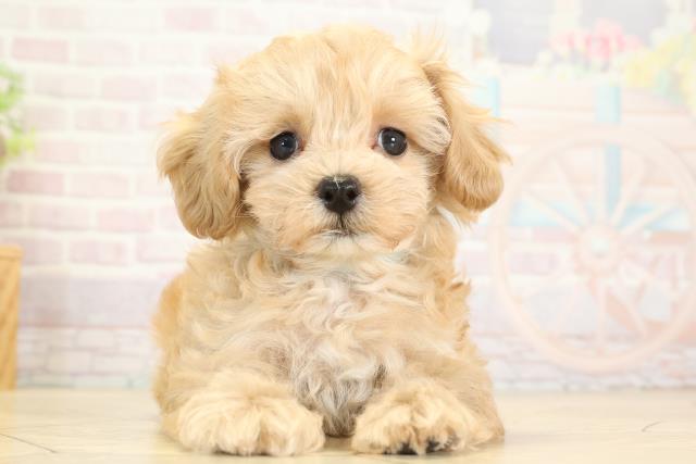 岐阜県のハーフ犬・ミックス犬 (Coo&RIKU岐南店/2025年8月11日生まれ/男の子/アプリコット)の子犬の1枚目の画像