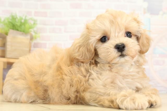 岐阜県のハーフ犬・ミックス犬 (Coo&RIKU岐南店/2025年8月11日生まれ/男の子/アプリコット)の子犬の2枚目の画像