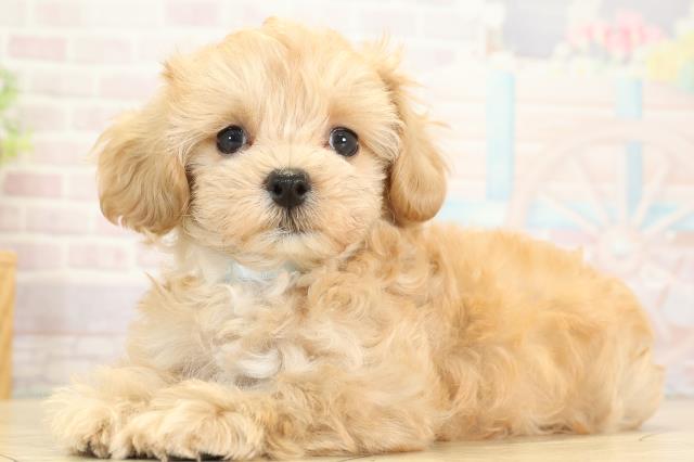 岐阜県のハーフ犬・ミックス犬 (Coo&RIKU岐南店/2025年8月11日生まれ/男の子/アプリコット)の子犬の3枚目の画像