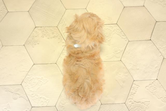 岐阜県のハーフ犬・ミックス犬 (Coo&RIKU岐南店/2025年8月11日生まれ/男の子/アプリコット)の子犬の4枚目の画像