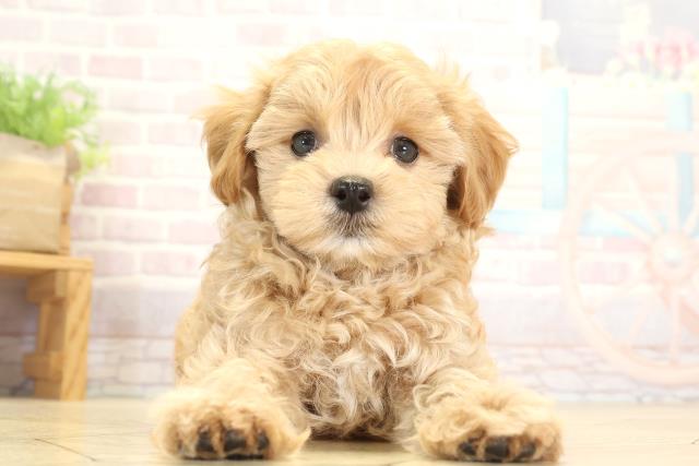 岐阜県のハーフ犬・ミックス犬 (Coo&RIKU岐南店/2025年8月11日生まれ/男の子/アプリコット)の子犬の1枚目の画像
