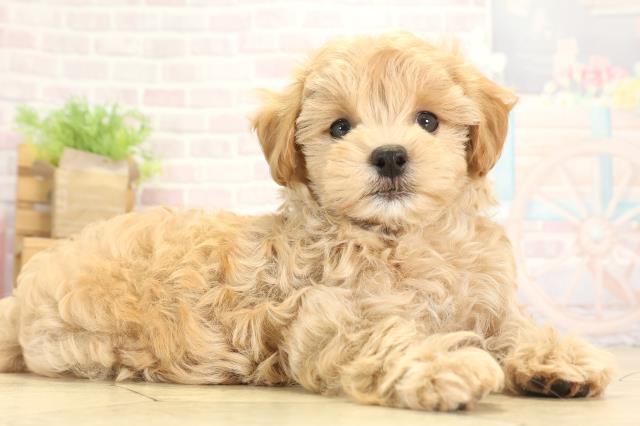 岐阜県のハーフ犬・ミックス犬 (Coo&RIKU岐南店/2025年8月11日生まれ/男の子/アプリコット)の子犬の2枚目の画像