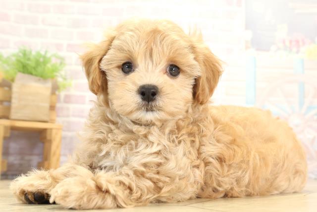 岐阜県のハーフ犬・ミックス犬 (Coo&RIKU岐南店/2025年8月11日生まれ/男の子/アプリコット)の子犬の3枚目の画像