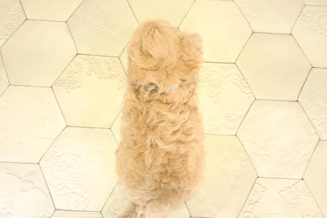 岐阜県のハーフ犬・ミックス犬 (Coo&RIKU岐南店/2025年8月11日生まれ/男の子/アプリコット)の子犬の4枚目の画像