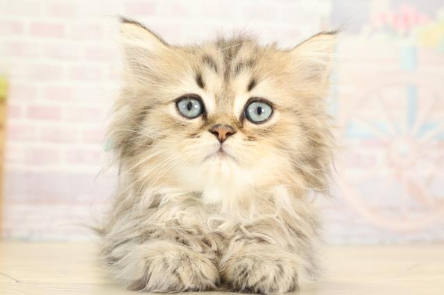 岐阜県のペルシャ (Coo&RIKU岐南店/2025年8月1日生まれ/男の子/チンチラゴールデン)の子猫