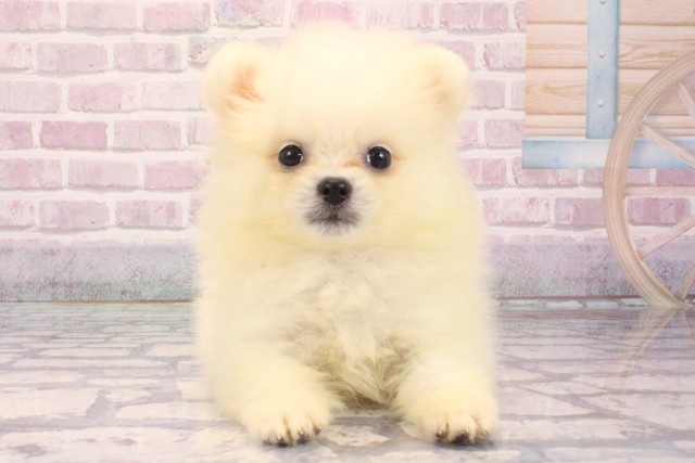 兵庫県のポメラニアン (Coo&RIKU神戸三宮店/2025年8月13日生まれ/女の子/クリーム)の子犬
