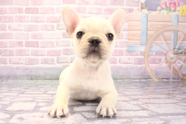 大阪府のフレンチブルドッグ (Coo&RIKU天王寺店/2025年8月12日生まれ/男の子/クリーム)の子犬の1枚目の画像
