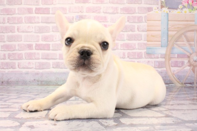 大阪府のフレンチブルドッグ (Coo&RIKU天王寺店/2025年8月12日生まれ/男の子/クリーム)の子犬の3枚目の画像