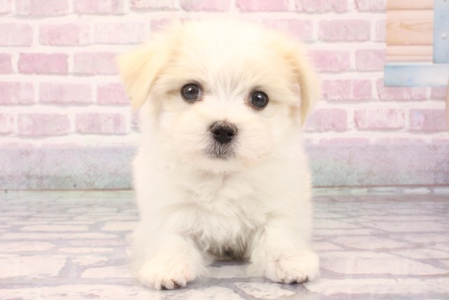 兵庫県のマルチーズ (Coo&RIKU神戸三宮店/2025年8月11日生まれ/男の子/ホワイト)の子犬