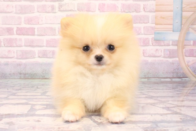 大阪府のポメラニアン (Coo&RIKU梅田店/2025年8月7日生まれ/男の子/クリーム)の子犬の1枚目の画像