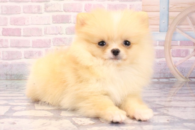 大阪府のポメラニアン (Coo&RIKU梅田店/2025年8月7日生まれ/男の子/クリーム)の子犬の2枚目の画像