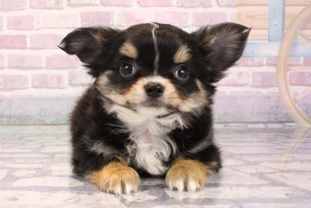 兵庫県のチワワ(ロング) (Coo&RIKU神戸三宮店/2025年8月13日生まれ/男の子/ブラックタン)の子犬