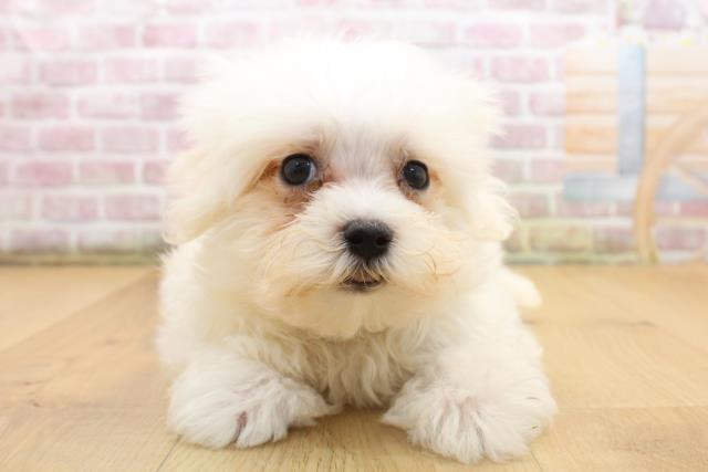 福島県のマルチーズ (Coo&RIKU郡山店/2025年8月11日生まれ/男の子/ホワイト)の子犬の1枚目の画像