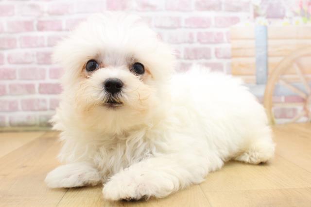 福島県のマルチーズ (Coo&RIKU郡山店/2025年8月11日生まれ/男の子/ホワイト)の子犬の2枚目の画像