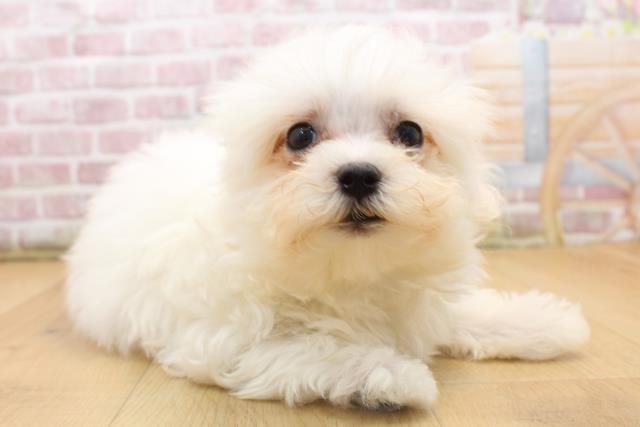 福島県のマルチーズ (Coo&RIKU郡山店/2025年8月11日生まれ/男の子/ホワイト)の子犬の3枚目の画像