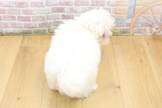 福島県のマルチーズ (Coo&RIKU郡山店/2025年8月11日生まれ/男の子/ホワイト)の子犬の4枚目の画像
