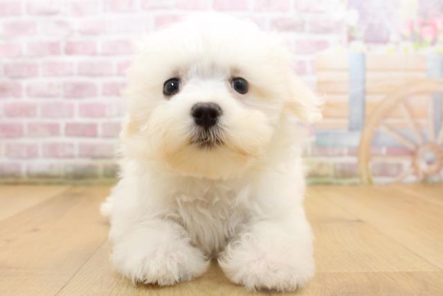 福島県のマルチーズ (Coo&RIKUいわき店/2025年8月11日生まれ/女の子/ホワイト)の子犬の1枚目の画像