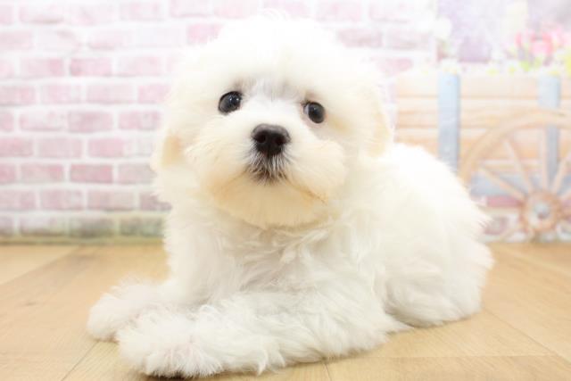 福島県のマルチーズ (Coo&RIKUいわき店/2025年8月11日生まれ/女の子/ホワイト)の子犬の2枚目の画像