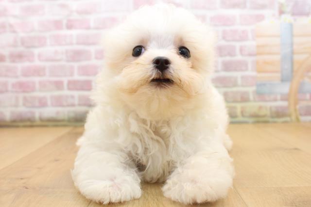 岩手県のマルチーズ (Coo&RIKU岩手盛岡店/2025年8月11日生まれ/女の子/ホワイト)の子犬