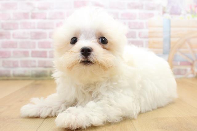 岩手県のマルチーズ (Coo&RIKU岩手盛岡店/2025年8月11日生まれ/女の子/ホワイト)の子犬の2枚目の画像