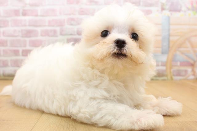 岩手県のマルチーズ (Coo&RIKU岩手盛岡店/2025年8月11日生まれ/女の子/ホワイト)の子犬の3枚目の画像