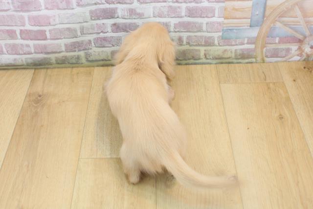福島県のカニンヘンダックスフンド(ロング) (Coo&RIKU郡山店/2025年8月15日生まれ/女の子/イエロー)の子犬の4枚目の画像