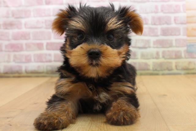 岩手県のヨークシャーテリア (Coo&RIKU一関店/2025年8月16日生まれ/男の子/スチールブルータン)の子犬