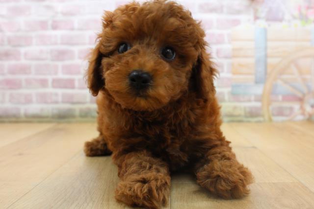 青森県のトイプードル(トイ) (Coo&RIKU弘前店/2025年8月16日生まれ/男の子/レッド)の子犬