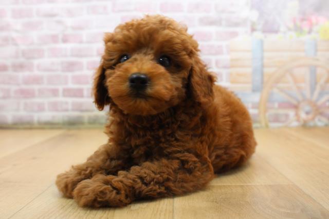 青森県のトイプードル(トイ) (Coo&RIKU弘前店/2025年8月16日生まれ/男の子/レッド)の子犬の2枚目の画像