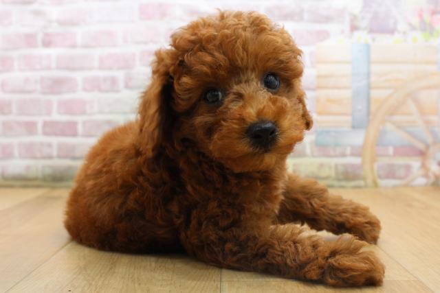 青森県のトイプードル(トイ) (Coo&RIKU弘前店/2025年8月16日生まれ/男の子/レッド)の子犬の3枚目の画像