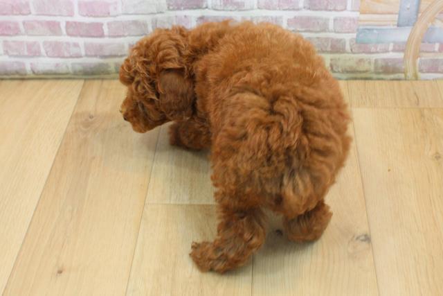青森県のトイプードル(トイ) (Coo&RIKU弘前店/2025年8月16日生まれ/男の子/レッド)の子犬の4枚目の画像