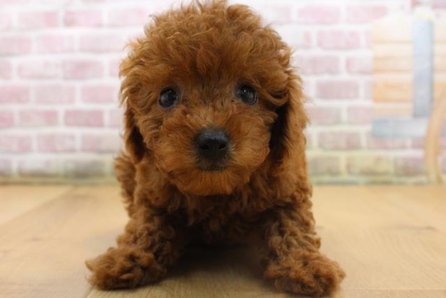 青森県のトイプードル(トイ) (Coo&RIKU八戸店/2025年8月16日生まれ/女の子/レッド)の子犬