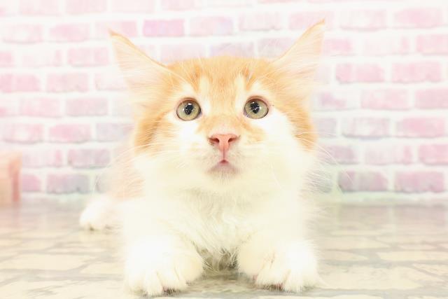 北海道のメインクーン (Coo&RIKU札幌西店/2025年8月7日生まれ/男の子/レッドタビーホワイト)の子猫
