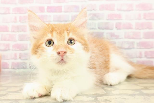 北海道のメインクーン (Coo&RIKU札幌西店/2025年8月7日生まれ/男の子/レッドタビーホワイト)の子猫の2枚目の画像