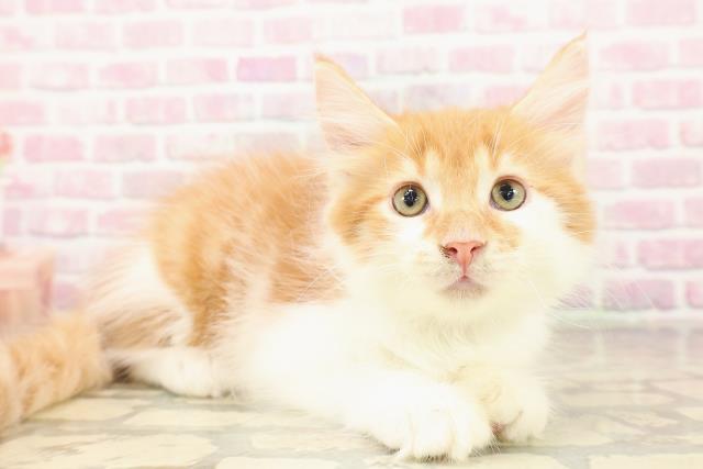 北海道のメインクーン (Coo&RIKU札幌西店/2025年8月7日生まれ/男の子/レッドタビーホワイト)の子猫の3枚目の画像