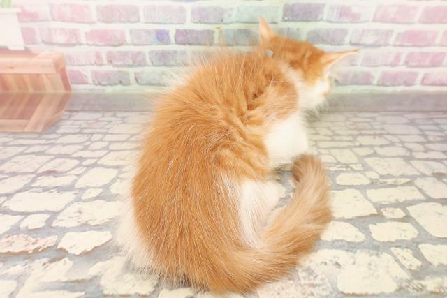 北海道のメインクーン (Coo&RIKU札幌西店/2025年8月7日生まれ/男の子/レッドタビーホワイト)の子猫の4枚目の画像